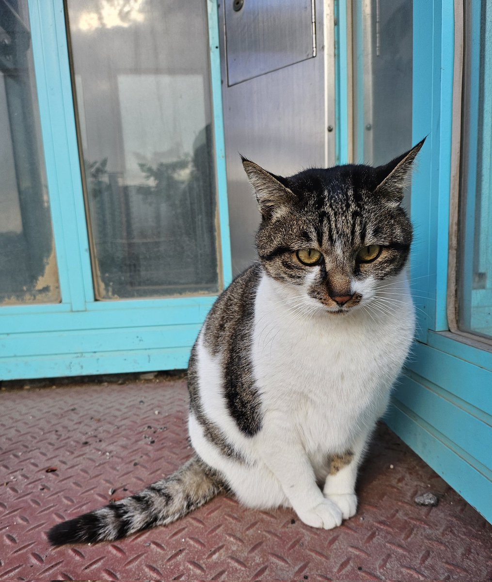 공공전화부스 고양이