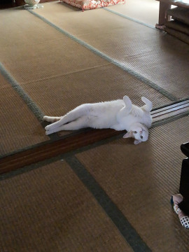 🔍捜索中
鈴付きの赤い首輪してるビビりさん

名前：小田 ミミ
性別：♂
月齢：6歳
いなくなった日：🗓2024年1月1日(月)
詳細：neko-jirushi.com/maigo/33912/

#迷い猫 #迷子 #新潟県 #新潟市江南区 #拡散希望