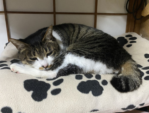 nekojiru_maigo's tweet photo. 🔍捜索中
サバ白猫を探しています

名前：しゅう
性別：♂
月齢：9才
いなくなった日：🗓2024年1月1日(月)
詳細：https://t.co/MXSWlYoSog

#迷い猫 #迷子 #新潟県 #三条市 #拡散希望 https://t.co/Oh3Z8BgQGB
