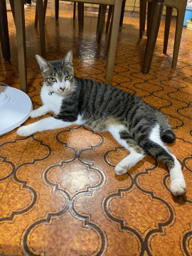 🔍捜索中
サバ白猫を探しています

名前：しゅう
性別：♂
月齢：9才
いなくなった日：🗓2024年1月1日(月)
詳細：neko-jirushi.com/maigo/33913/

#迷い猫 #迷子 #新潟県 #三条市 #拡散希望