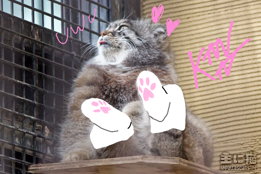 kanpachi_kat's tweet photo. @pipersensei lewd *checks post* SOCKS!!! https://t.co/0nSctAvN7f