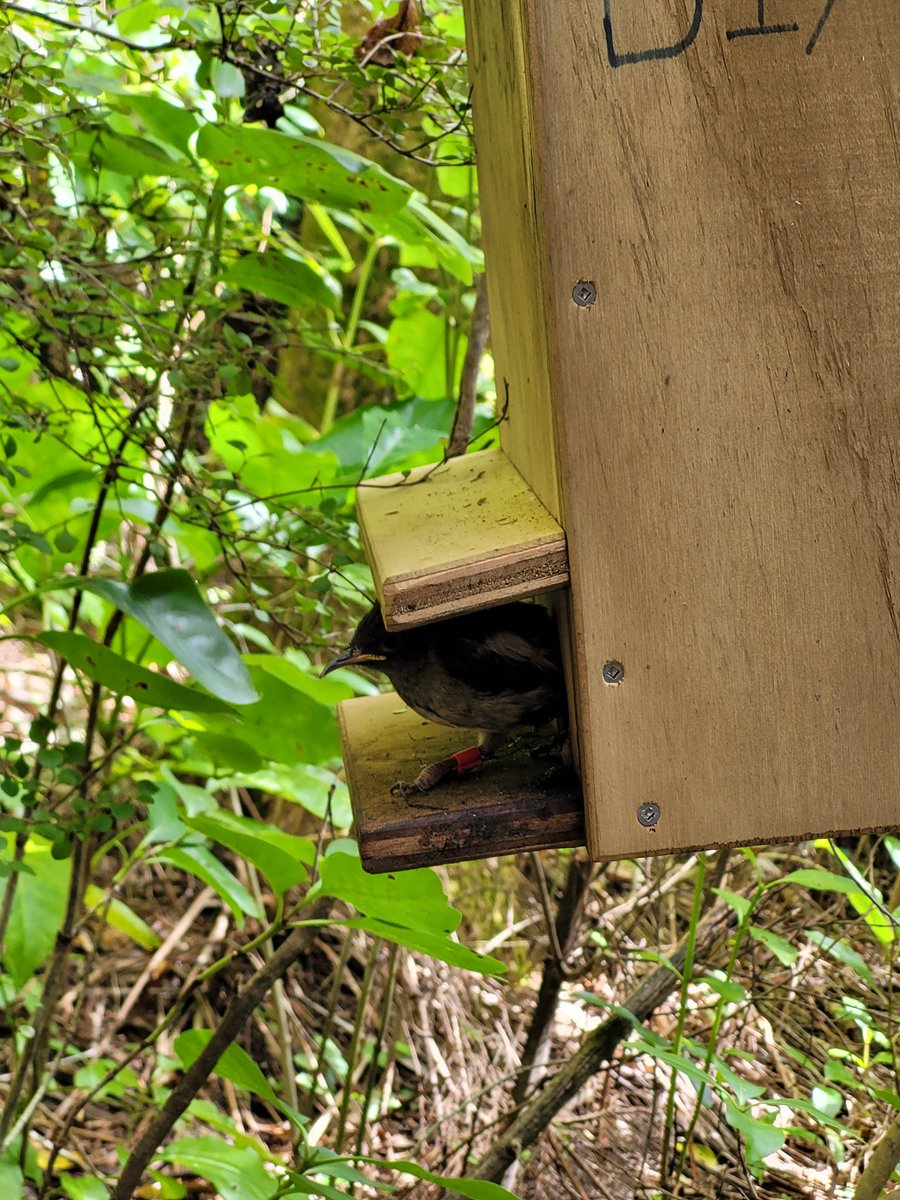 Smol_NZ_Birdie's tweet photo. Our 100th fledgling isn't quite ready to leave the nest just yet 🐥

#hihi #stitchbird #bird #nzbirds #Tiritirimatangi #conservation #nzconservation #conservationmonitoring #wildlife #nzwildlife #wildlifemonitoring #wildlifemanagement #birdmonitoring #banding #ringing #nest https://t.co/tpk35Xuyt2