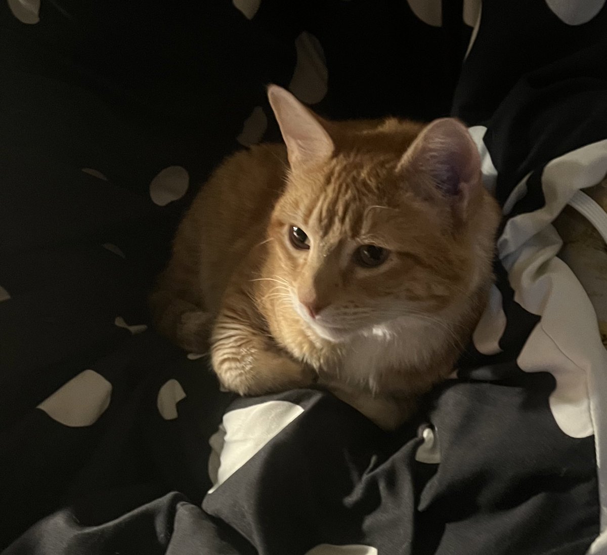 Jorts (and Jean) tweet media