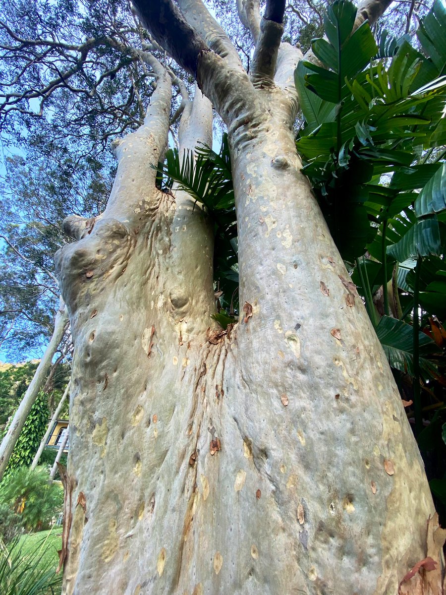 A gnarly old spotted gum for #ThickTrunkTuesday #Pittwater #EucBeaut