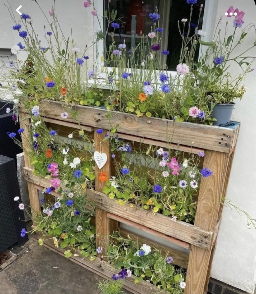 New Year Resolution??? 😜
Time to rewild our gardens and fill 2024 with wildflowers 🌺🌸🌼
No space? How about growing on the vertical?! This super simple idea uses an old pallet!
📷 Pinterest

#rewild2023 #gardenrewild #wildlifegardeningcommunity