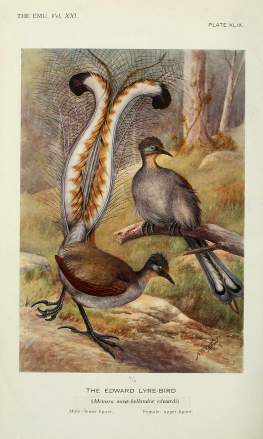 To celebrate the new year, here's a beautiful pair of Lyre-Birds from 'The Emu: official organ of the Australasian Ornithologists' Union' (1922) biodiversitylibrary.org/page/8990464 digitised for @BioDivLibrary by @AMNH (articles being added to #BHLib by @bhl_au). #SciArt
