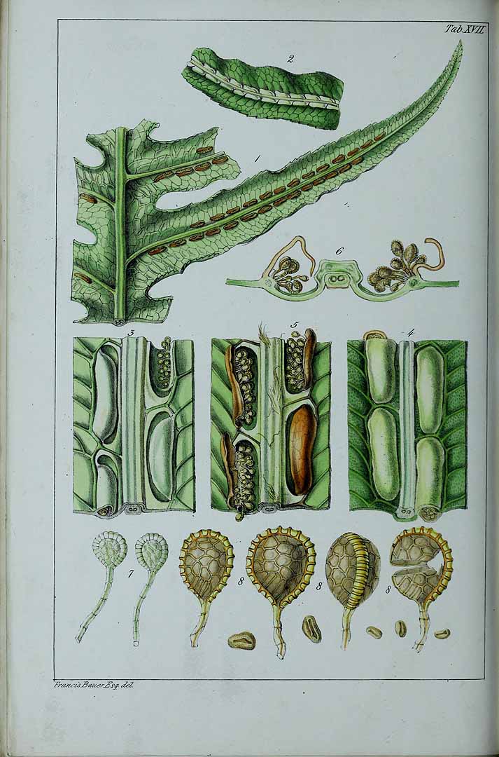 Vuelve el: Helechos en el arte 🌿

Quizá no es una pintura, pero las ilustraciones del siglo XIX realmente eran obras de arte. 

Ilustración de Woodwardia radicans (Helecho de cadena) 

En: W.J. Hooker, Gen. Fil.: t. 17 (1838)
Litografía de W.H. Fitch

De: Plantillustrations