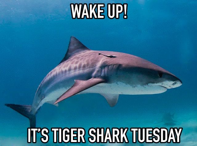sharkoftheweek's tweet photo. https://t.co/V1emEwjJ4Z