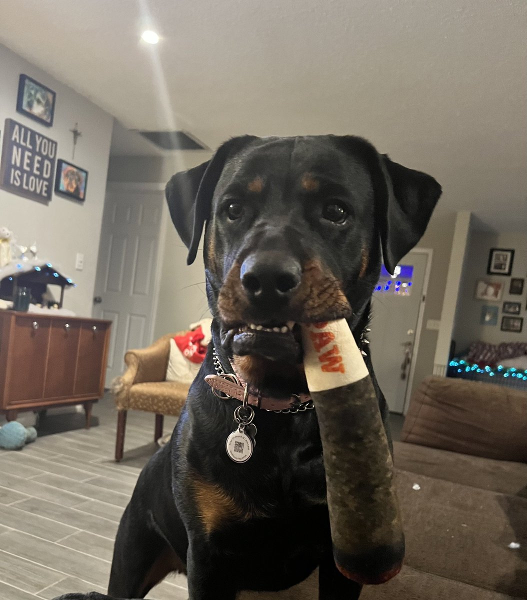 Rottweiler tweet media