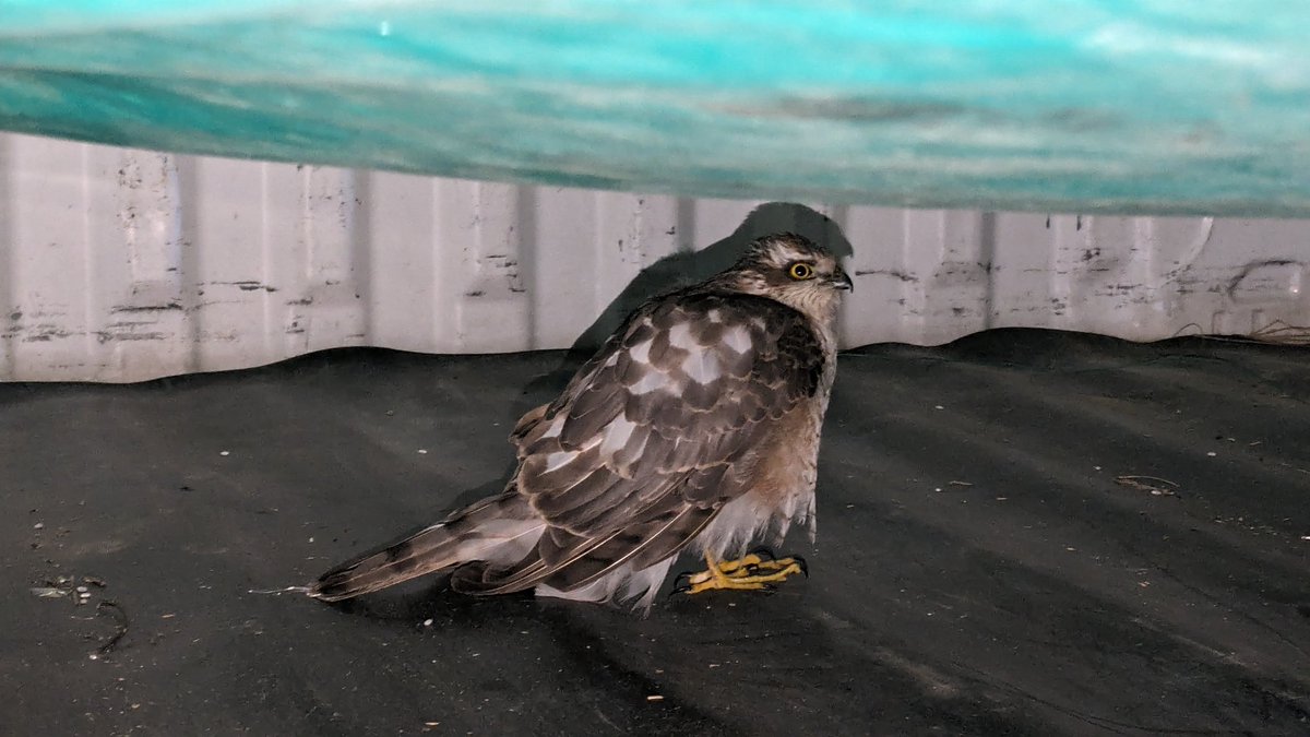 mimizuku_729's tweet photo. 新年早々野良猫集団に喰われそうになってた鳥を保護したけどなんて名前の鳥なんだ？
教えて詳しい人
#教えて https://t.co/FyqiW8Cz3V