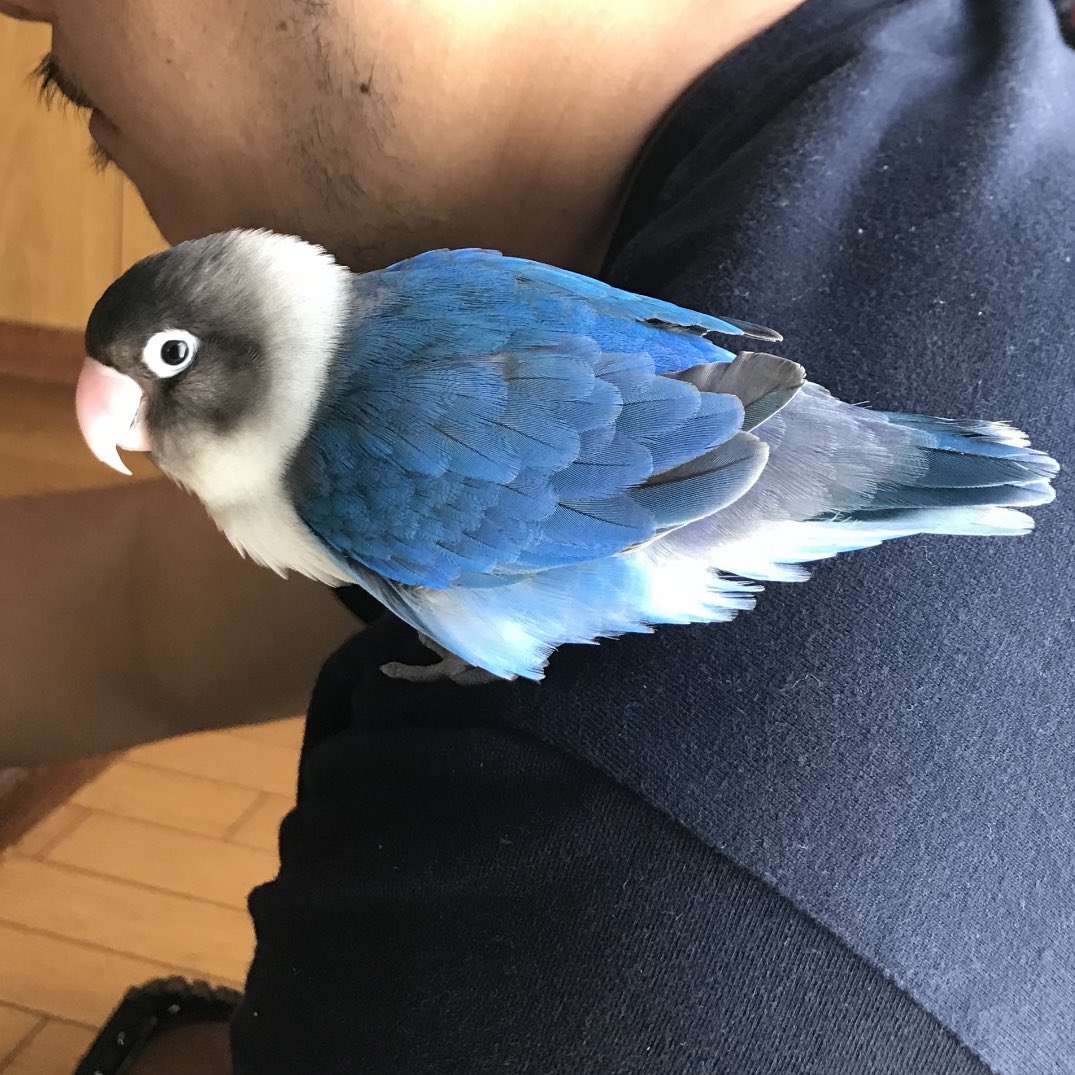 juri1107's tweet photo. ＃情報求む
岐阜県岐阜市茜部でインコが外にでていってしまいました。もしも、見かけたら保護お願いします。
連絡いただけたら、実家の母が飛んで行きます。お手数おかけしますが、何卒よろしくお願いします🙇
＃ゴマちゃん　←名前
＃ボタンインコ
＃インコ迷子　
＃迷い鳥 https://t.co/8241UhJfBZ