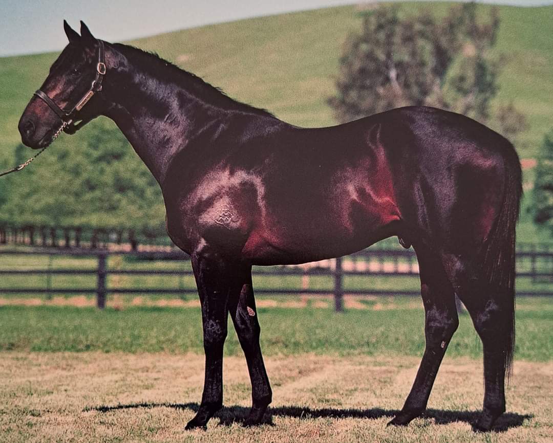 HORSERACING1002's tweet photo. DANZERO 🇦🇺1991
(DANEHILL - CONFIDENTIALLY BY KAORU STAR)
#Danzero https://t.co/YbMyxRMzQX