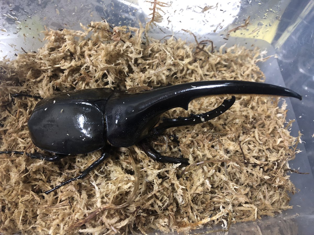 ookuwasph2001's tweet photo. 本日より初売りセール！
生体20%OFF
1月2日より1月10日まで
営業時間13時～18時 https://t.co/CPfDUTABRp