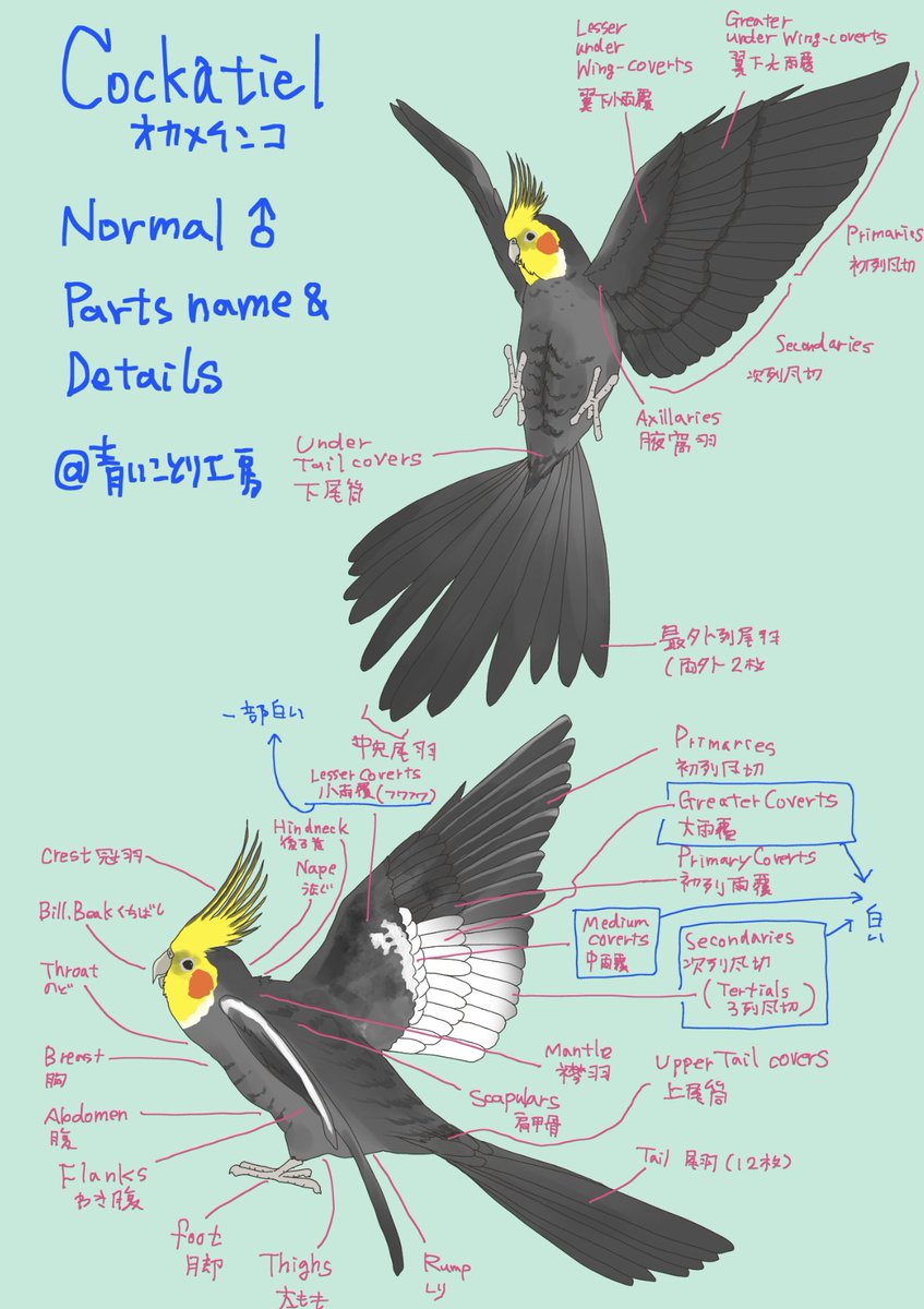 【オカメインコ雑学】

お正月にニュース疲れしていませんか?

気休めにオカメインコ色々置いていきます🍀*゜
地味なカラーリングに見えてバリエーションはこんなに多いんです(`・ω・')キリッ

1枚目の美形ノーマルさんは@kofukuya_bird さんの小福ちゃんがモデルです🙆‍♀️… 