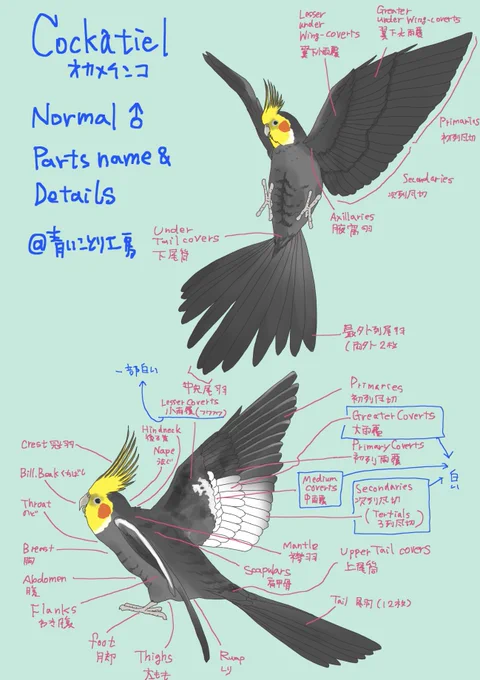 【オカメインコ雑学】

お正月にニュース疲れしていませんか?

気休めにオカメインコ色々置いていきます🍀*゜
地味なカラーリングに見えてバリエーションはこんなに多いんです(`・ω・')キリッ

1枚目の美形ノーマルさんは@kofukuya_bird さんの小福ちゃんがモデルです🙆‍♀️… 
