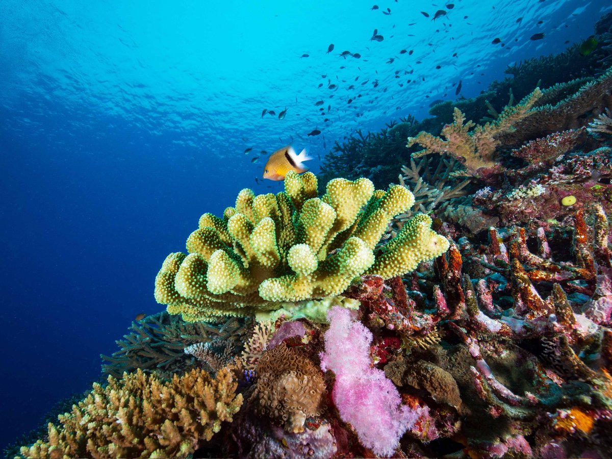 Pocilloporid stock-recruitment relationships exist at a small scale, and seem to be impacted by thermal stress. Thanks @petemumby for the exciting collab...stay tuned for more cool research from this reef tract! 🪸 @PICRCPalau doi.org/10.5343/bms.20…