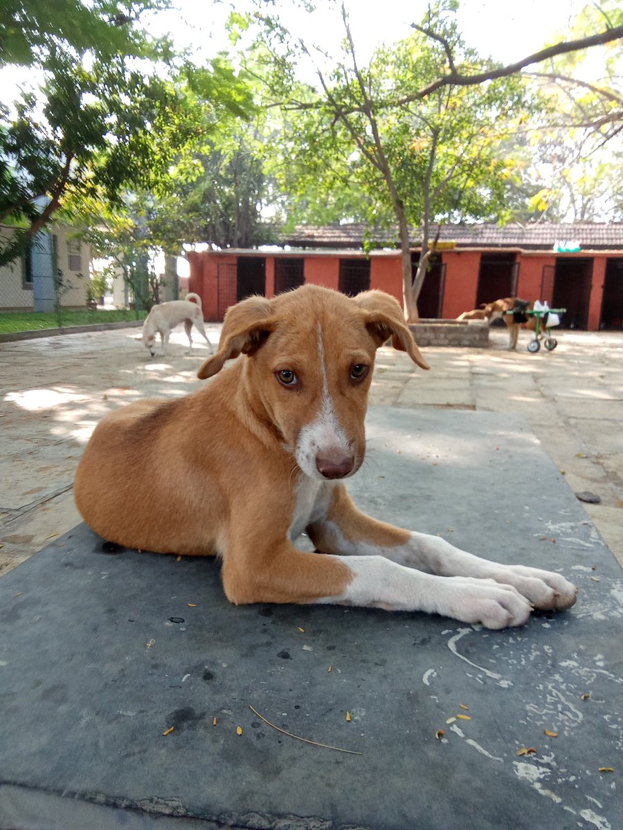 kapaal_kundala's tweet photo. The dog I rescued..
#Bholu https://t.co/17ynLRexUW