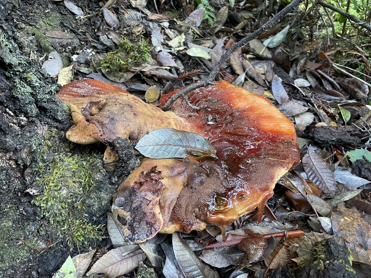 samswlee's tweet photo. Bloody Beef Stake Mushroom in Jackson Demonstration State Forest on New Year’s Day of 2024! https://t.co/J5CCielRXt