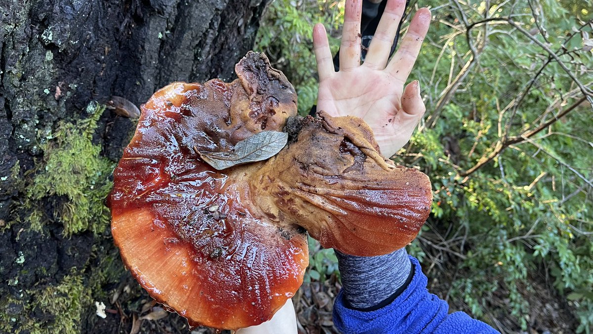 samswlee's tweet photo. Bloody Beef Stake Mushroom in Jackson Demonstration State Forest on New Year’s Day of 2024! https://t.co/J5CCielRXt