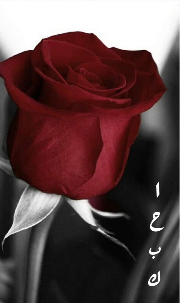 #الحب_هو

معَ من تُحب ، تَجد في أبسط الأشياء فرحًا🖤.