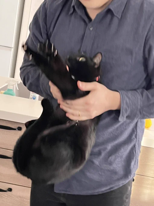 オトウトハウスキャット 