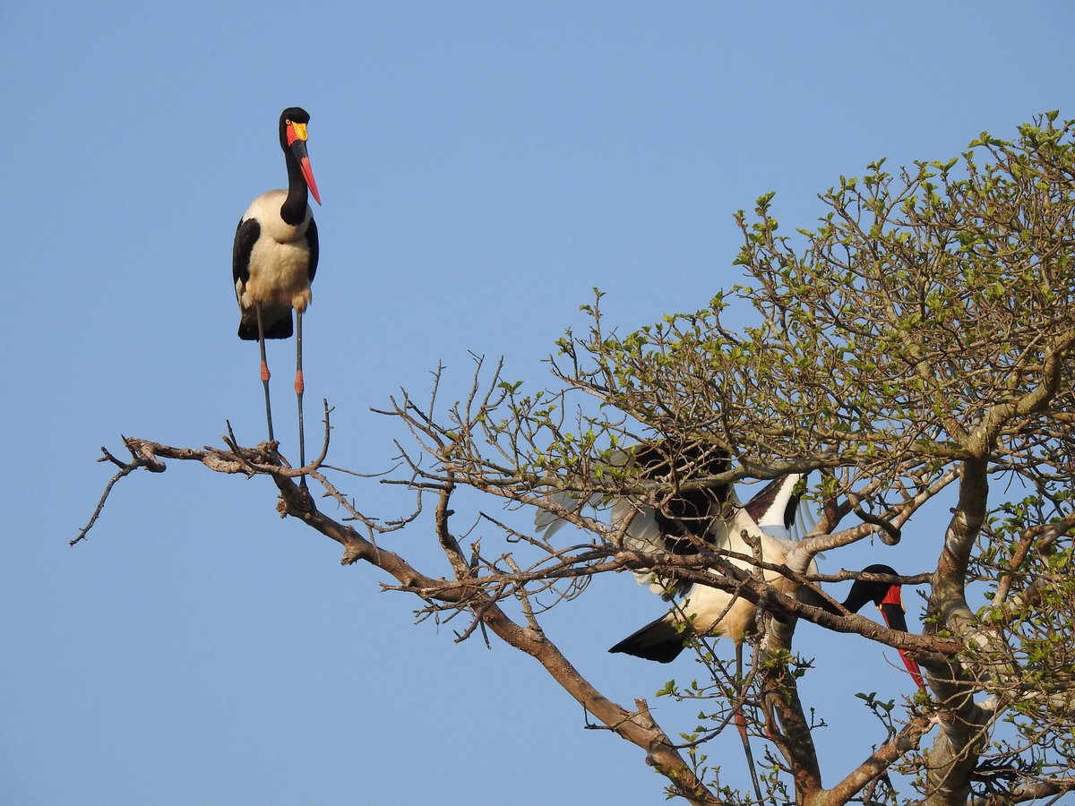 AfricanSafariC2's tweet photo. Diversity in the iSimangaliso Wetland Park is what gives this it its 'Magic and Wonder'. Its also the people.
🌈
https://t.co/azEZKpJyUv
#makakatana #makakatanabaylodge #safari #africansafaricollective #openspaces #luxurylodge #kzntourism #isimangaliso #bushandbeach #travel https://t.co/xUIErd2mfA
