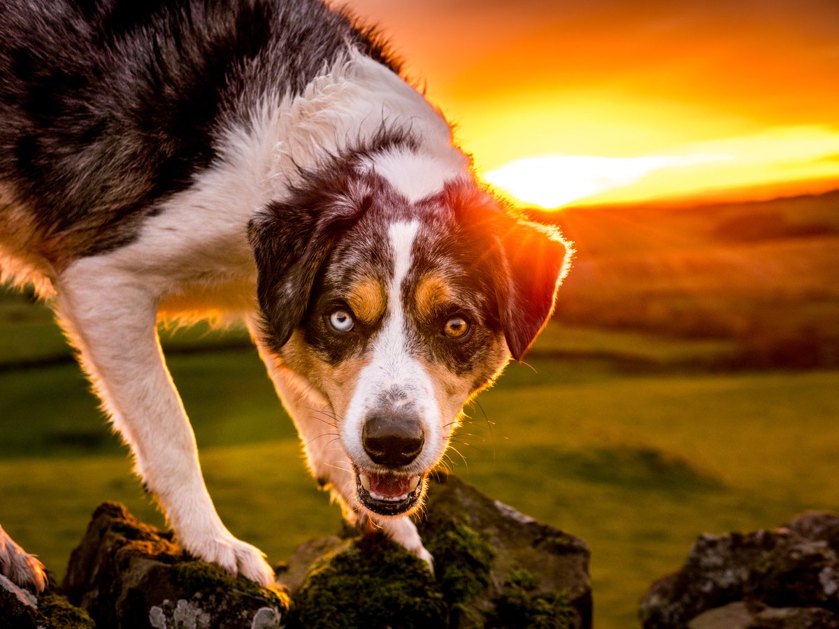 Paul Steele aka BaldHiker tweet media