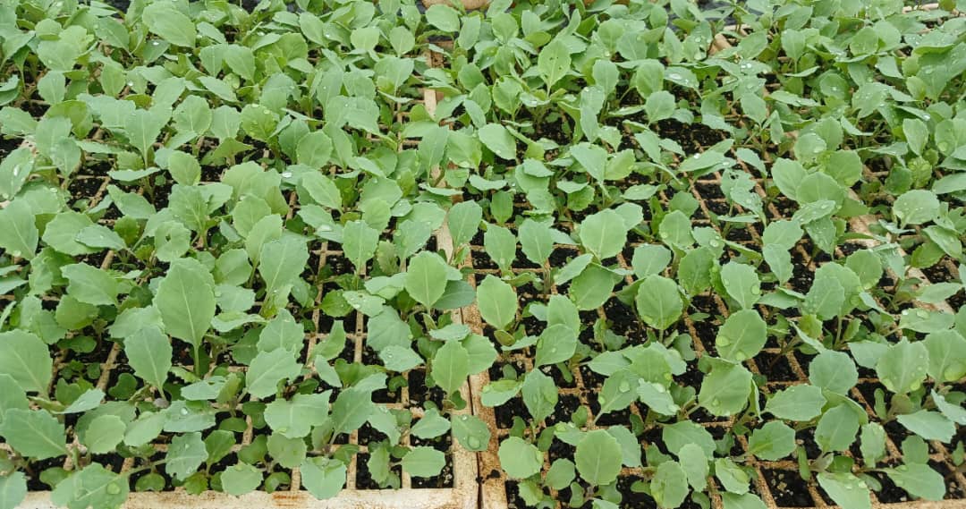 Greenfield Seedlings tweet media