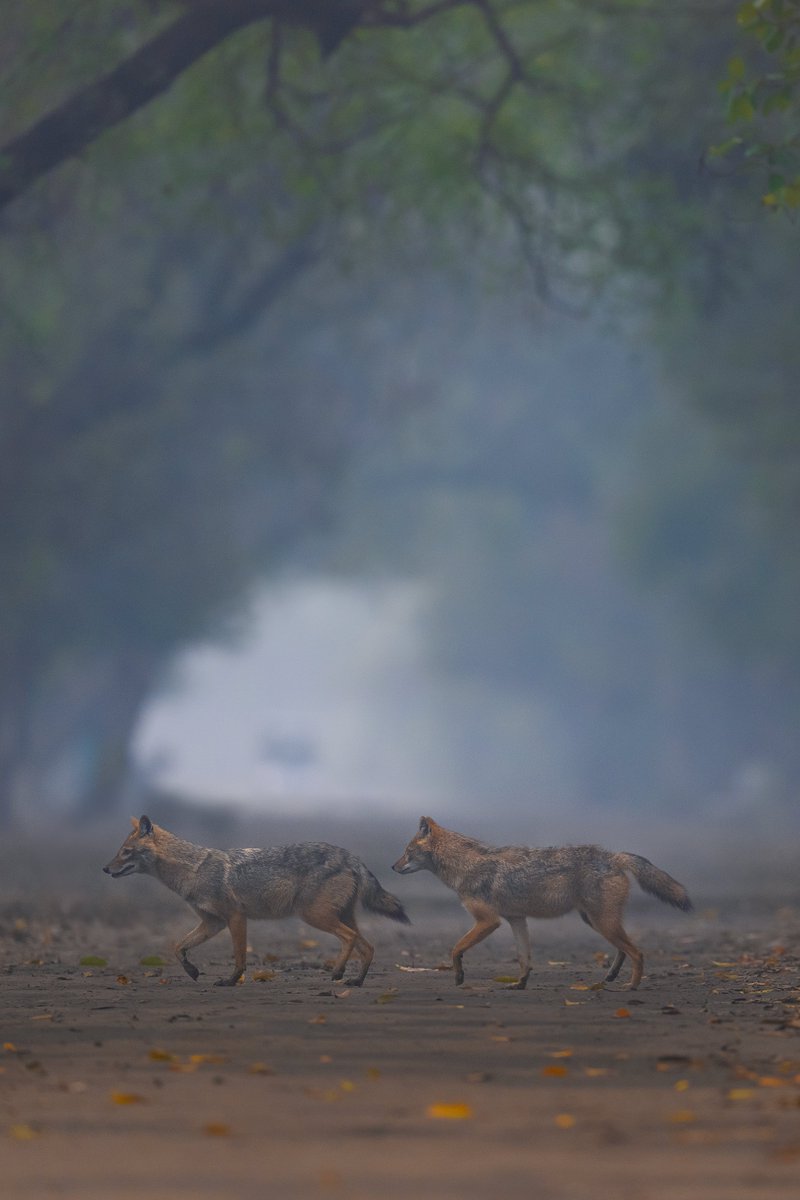 Subhash Nair tweet media