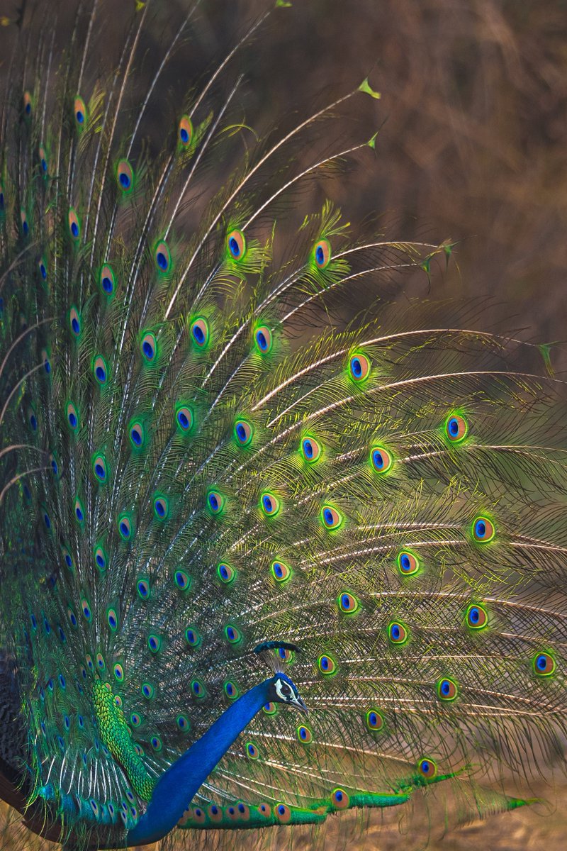 Subhash Nair tweet media