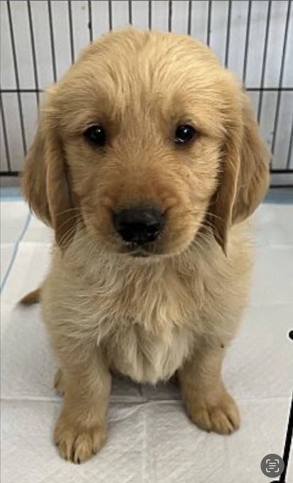 This was Dusty before we adopted him. He was a rescue. The facility where he was born in the Bakersfield<a href="/tag/throwbackthursday"class="tags"><span>#throwbackthursday</span></a>