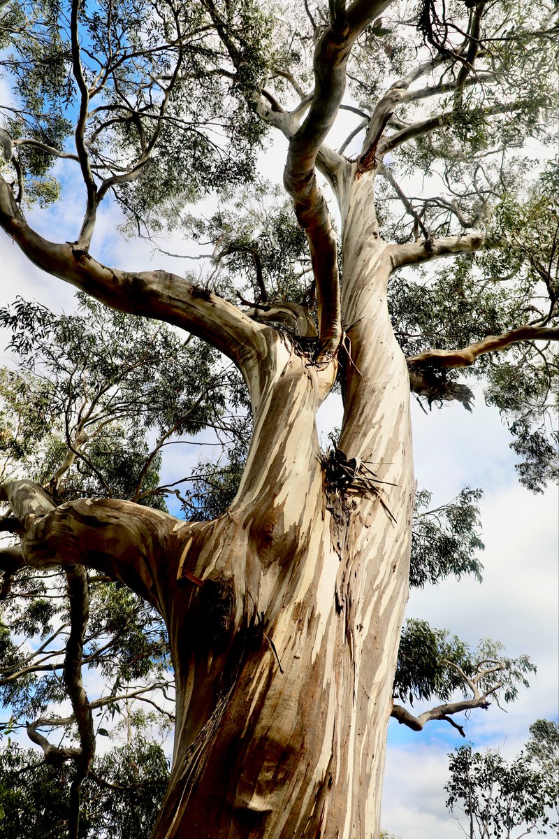 The very beautiful Eucalyptus globulus
#thicktrunktuesday #eucbeaut