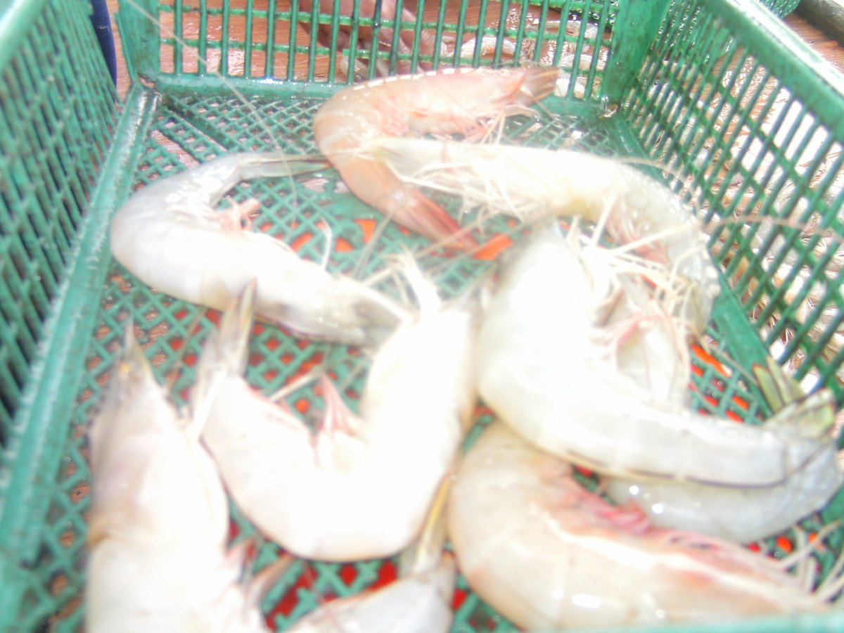 Dede020588's tweet photo. Kamis (3/9/2023),Dede Surya,S.Pi,Luhkan Kab. Serdang Bedagai , KUB Tenggiri, Desa Sei Nagalawan,  Produksi Hasil Tangkap gurita Alat Tangka Jaring Udang melaporkan produksi 15 kg dengan harga Rp. 100.000/kg) #GiatLuhkanSatminkalMedan #luhlapor https://t.co/ukveijByh3