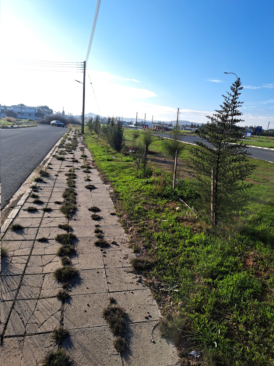 Τα φυτέψαμε τον Ιανουάριο του 2023 και τα παρακολουθούμε με ελάχιστη φροντίδα &amp; πολλή αγάπη να μεγαλώνουν γρήγορα. Στην κατάλληλη ώρα με την άδεια όλων των αρμόδιων Αρχών, ο χώρος θα τοπιοτεχνηθεί από ειδικούς. Γιατί η <a href="/OEBcy/">Ομοσπονδία Εργοδοτών & Βιομηχάνων - OEB</a> είναι και πράσινη.