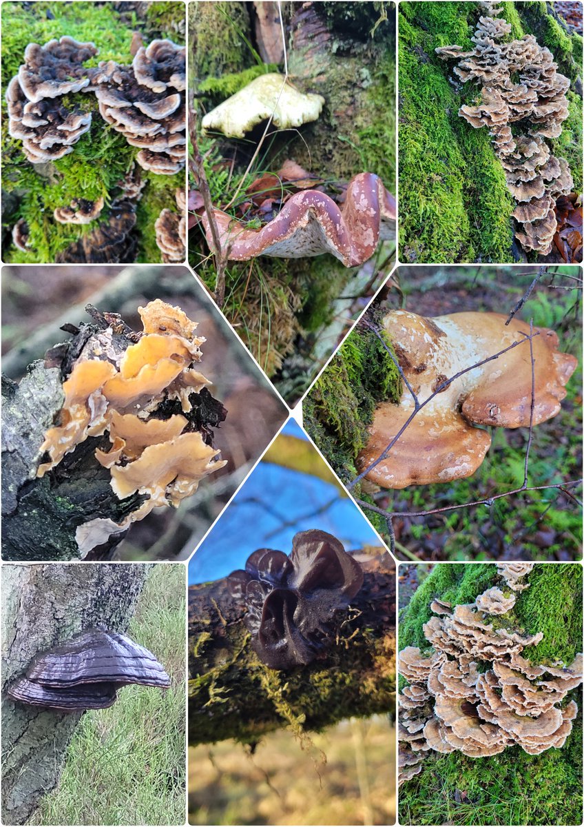 Midwinter is stick season in the woods making the weird and wonderful more visible! A great time to look for lichen and 🍄 Pics from Hermand Birchwood. Go outdoors today 🙂#12dayswild #lichen #fungi #pixiecuplichen #wetwoodland  #macrohour #TwitterNatureCommunity #westlothian