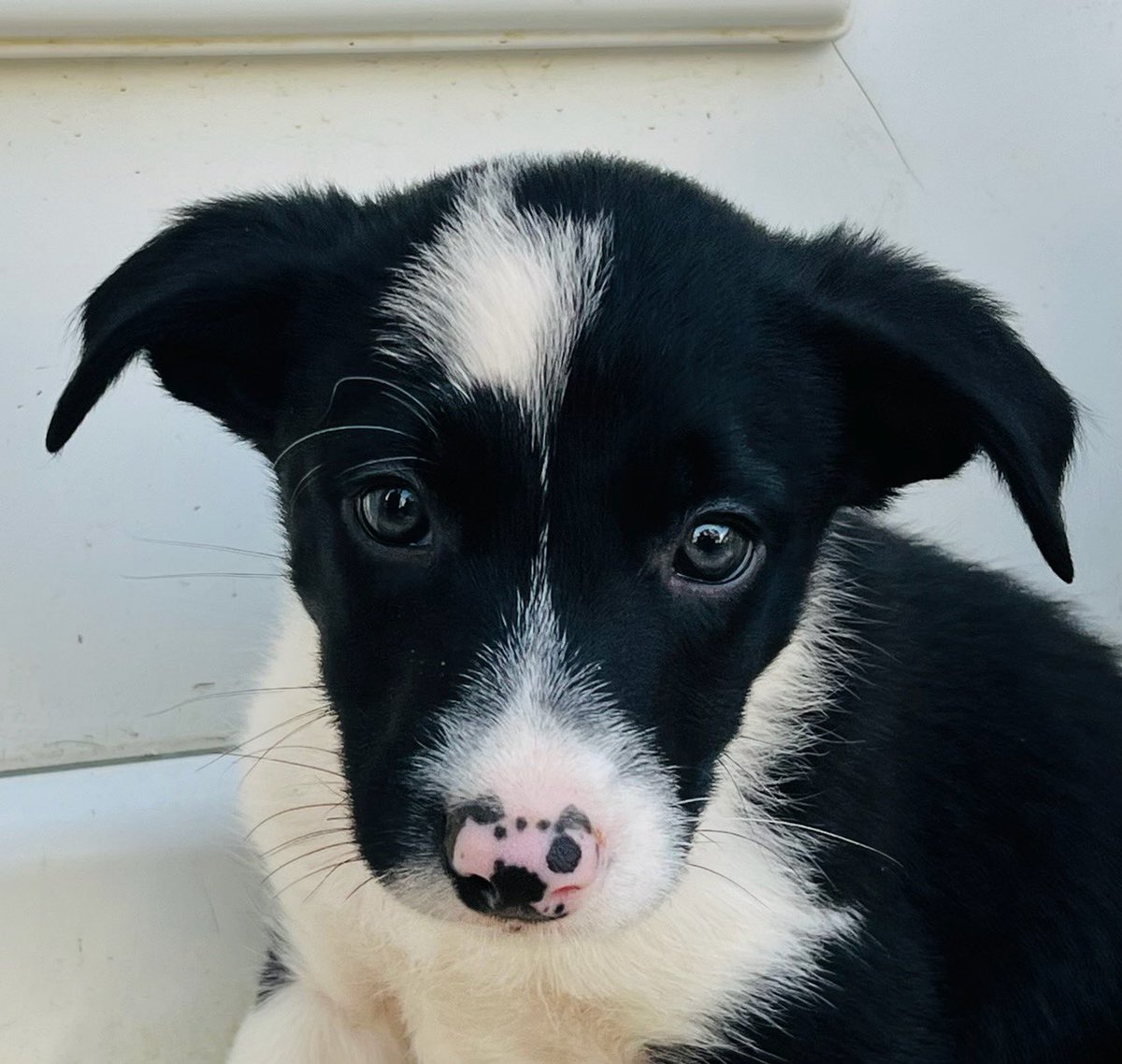 Nous vous souhaitons une excellente année 2024 à vous. Que la santé soit le moteur de vos joies et de votre bonheur. 

Nous en profitons pour souhaiter la bienvenue à notre #potichien <a href="/Ugoletruffier/">Ugo apprenti truffier</a> qui vient renforcer l’équipe cette année. 
#berrygoodyear 
#teamtruffypote