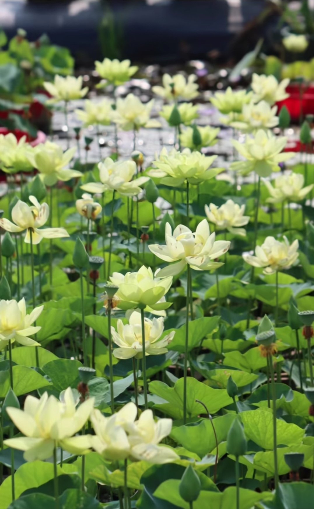 花絆 hana.k | 立花新風体 連瓶 秋分 #立花新風体