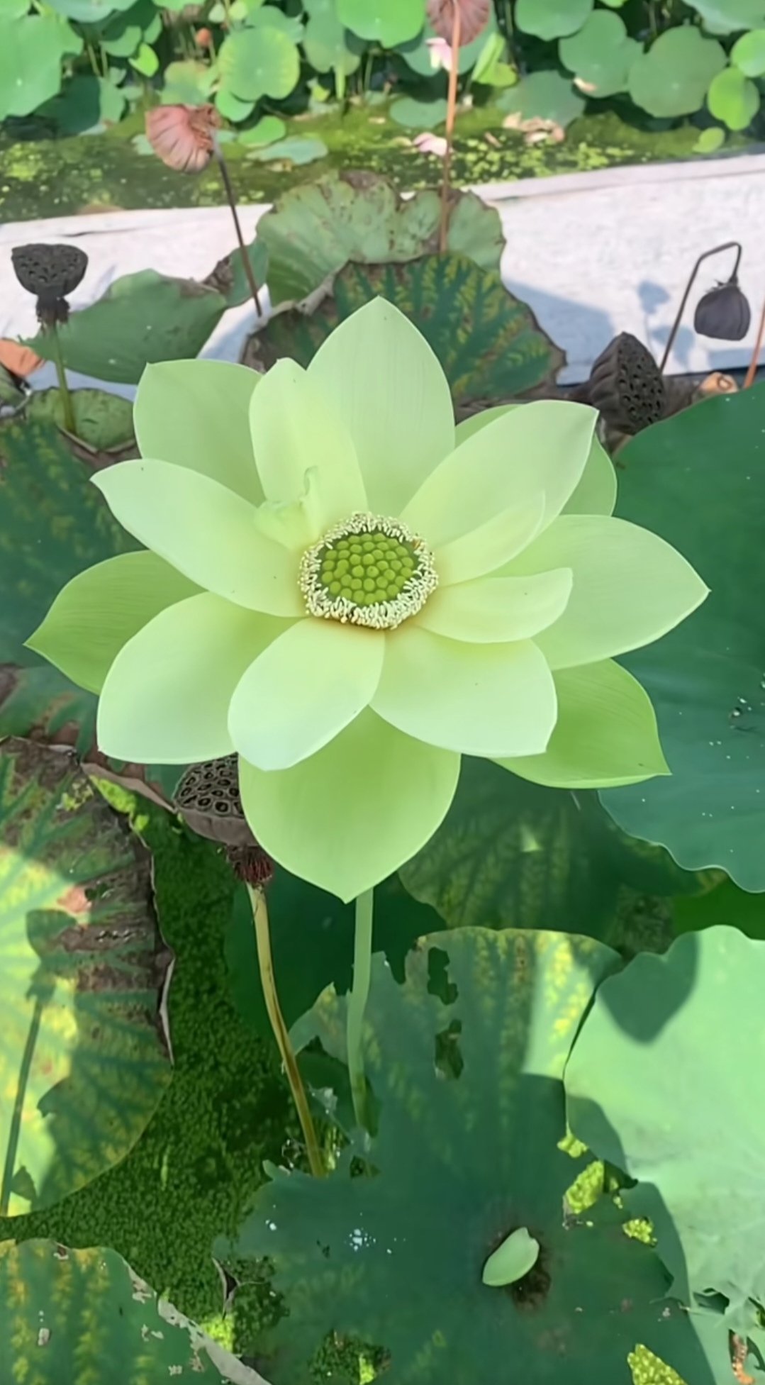 Rikyo.HR | #生け花#花のある暮らし#趣味 #葉蘭
