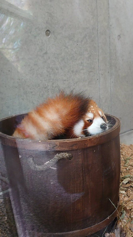 They say wahs use their tails as blankets. Me? I use my tail as a hat.