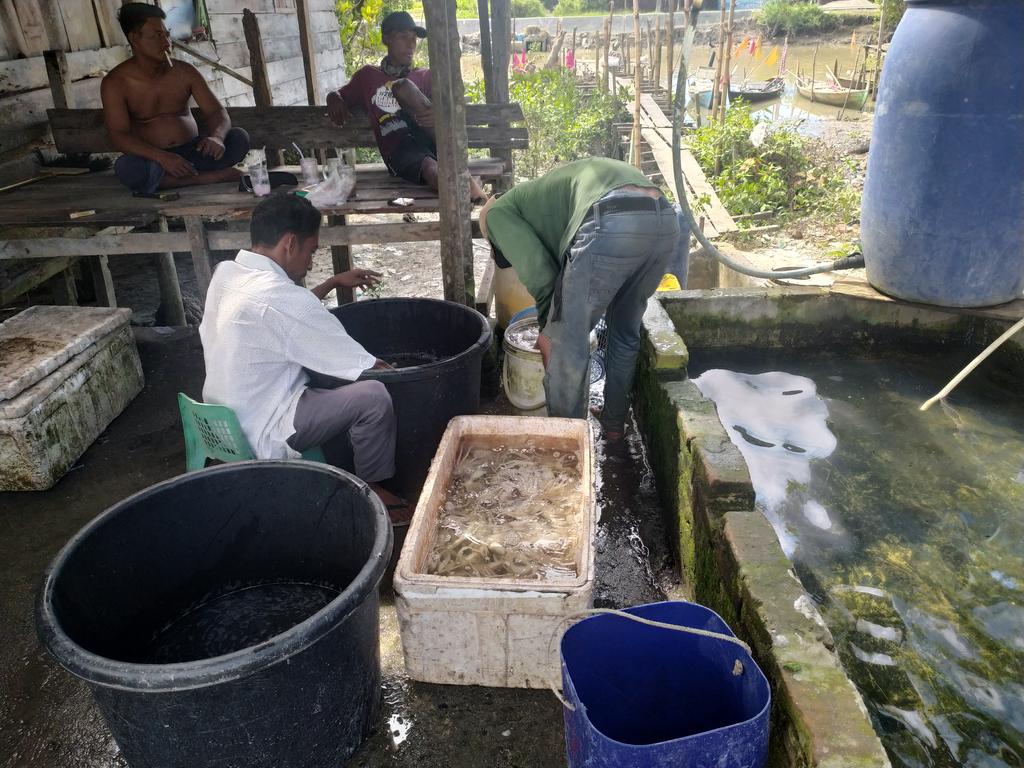 Dede020588's tweet photo. Selasa (3/10/2023),Dede Surya,S.Pi,Luhkan Kab. Serdang Bedagai , KUB Kakap Putih, Desa Sei Nagalawan,  Produksi Hasil Tangkap gurita Alat Tangka rawai gurita melaporkan produksi 40 kg dengan harga Rp. 31.000/kg) #GiatLuhkanSatminkalMedan #luhlapor https://t.co/w2PxVzhM3q