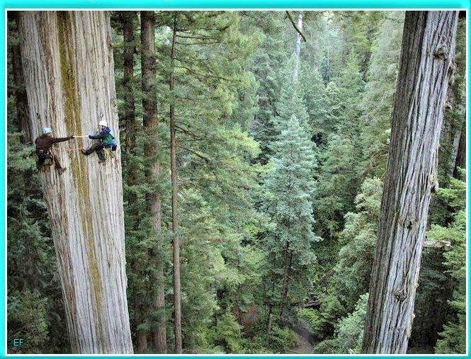 Trees are the largest plants that have evolved on earth: They have been around for over 350 million years. Over time, many different species of trees have evolved, more than 60,000 in total. Researchers have counted the most different species in Brazil, Colombia and Indonesia.💚