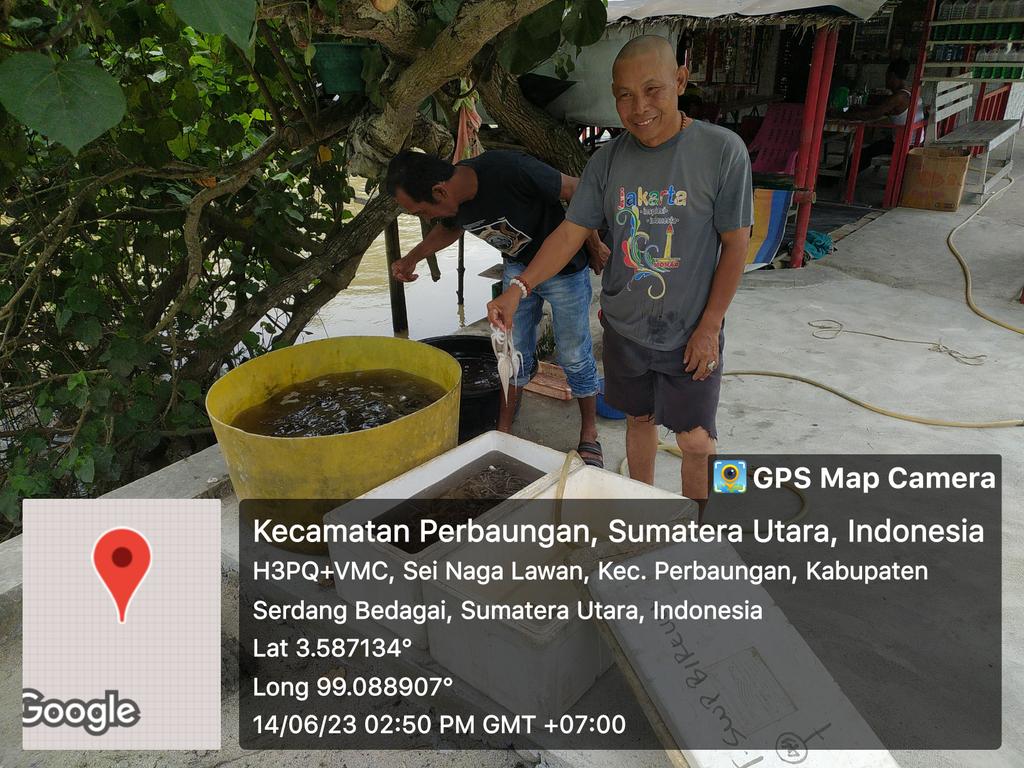 Dede020588's tweet photo. (14/6/2023),Dede Surya,S.Pi,Luhkan Kab. Serdang Bedagai , KUB Nelayan Bahari, Desa Sei Nagalawan,  Produksi Hasil Tangkap gurita Alat Tangka rawai gurita melaporkan produksi 50 kg dengan harga Rp. 43.000/kg) #GiatLuhkanSatminkalMedan #luhlapor https://t.co/OaxSBTmpOF