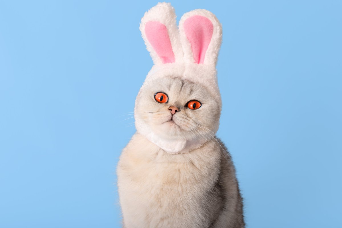 thepookafairy's tweet photo. Is this a pooka cat or a cat disguised as a pooka? 👀#coolcats $pooka #launchingsomeday #lfg #solana #newmemecoins https://t.co/FP9MMmmCTV
