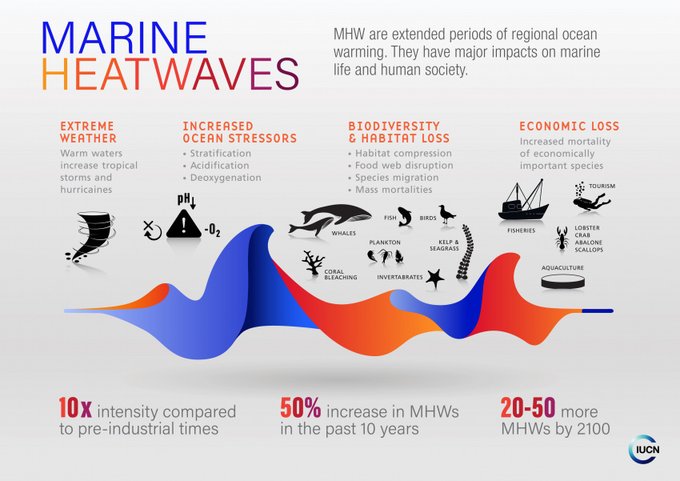 IUCN's tweet photo. What is a marine heatwave, and how do they threaten marine ecosystems and coastal communities? 

To limit their impacts, it’s vital to reduce fossil-fuel-based emissions to address the #ClimateCrisis. 

Learn more in our Issues Brief https://t.co/1flLKXHjMn https://t.co/AIpYicx9AE