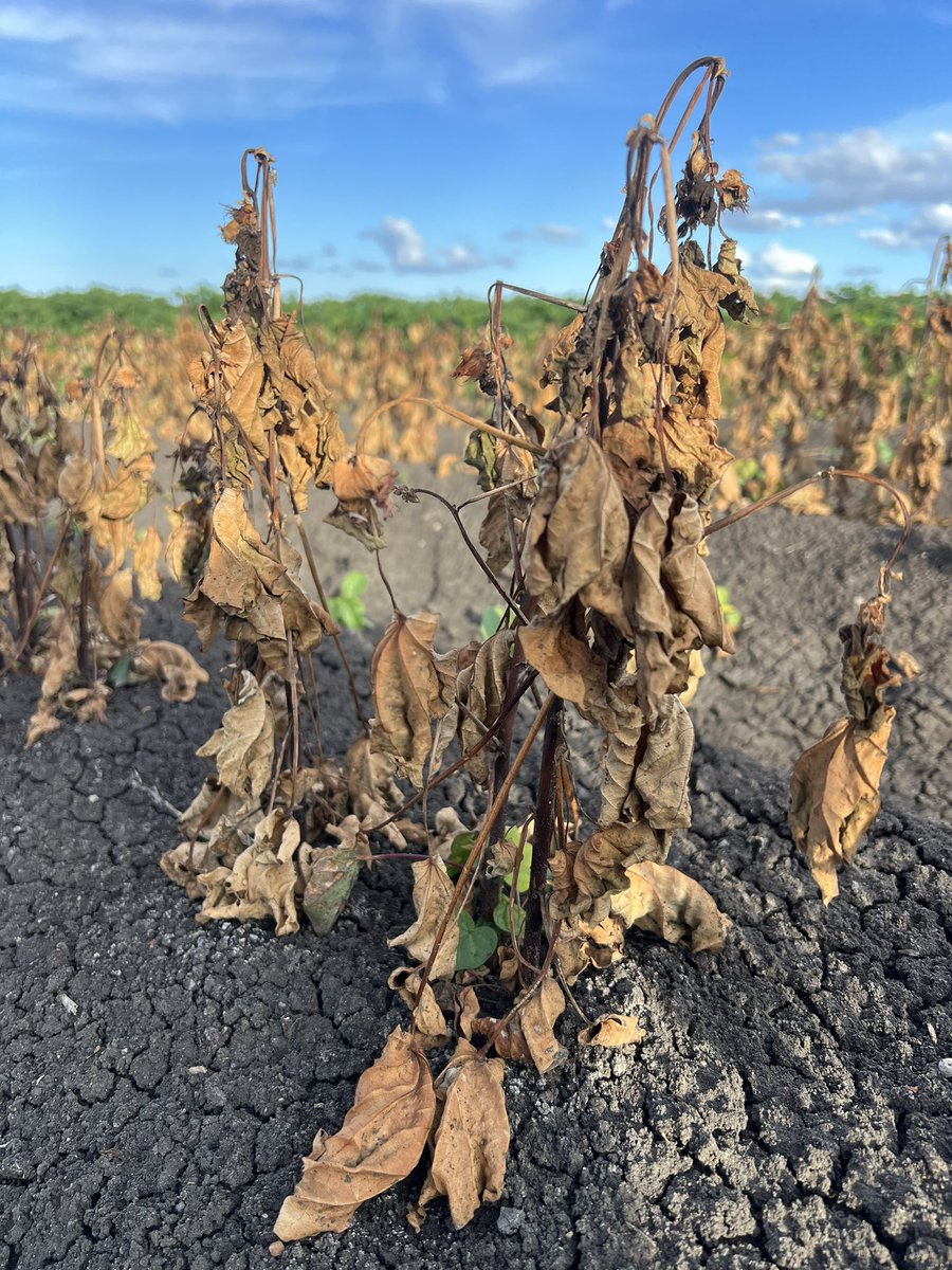 Andrew Uphill tweet media