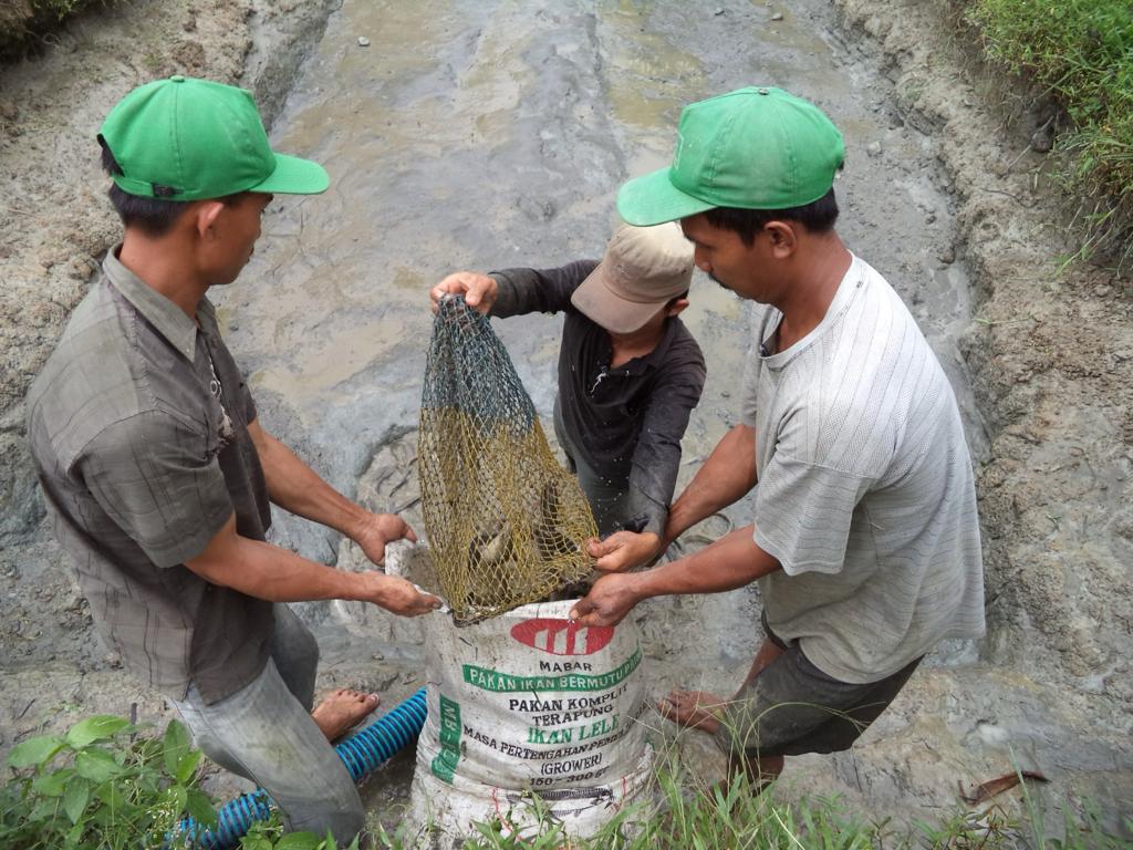 Dede020588's tweet photo. (13/11/2023),Dede Surya,S.Pi,Luhkan Kab. Serdang Bedagai , Pokdakan karya baru, Desa Sei Nagalawan,  Produksi Hasil budidaya nila melaporkan produksi 75 kg dengan harga Rp. 18.000/kg) #GiatLuhkanSatminkalMedan #luhlapor https://t.co/XMNqFmTOto