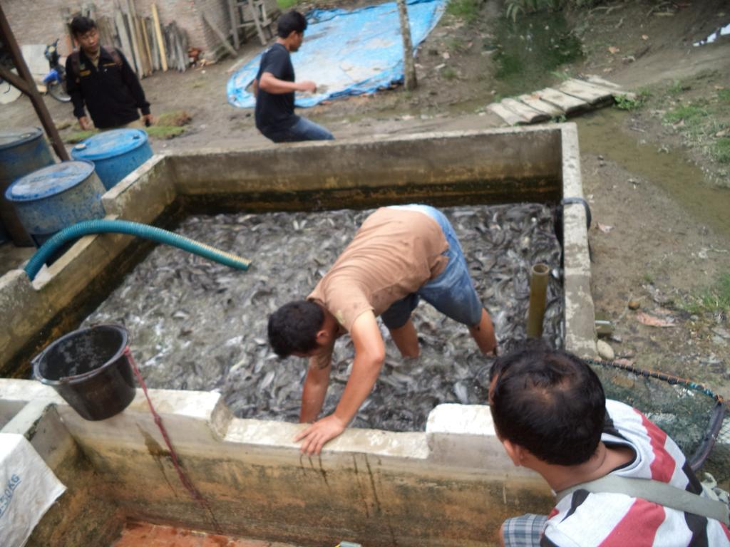 Dede020588's tweet photo. (13/11/2023),Dede Surya,S.Pi,Luhkan Kab. Serdang Bedagai , Pokdakan tirta jaya, Desa Lubuk Bayas,  Produksi Hasil budidaya nila melaporkan produksi 85 kg dengan harga Rp. 19.000/kg) #GiatLuhkanSatminkalMedan #luhlapor https://t.co/sQn3oU33Bg
