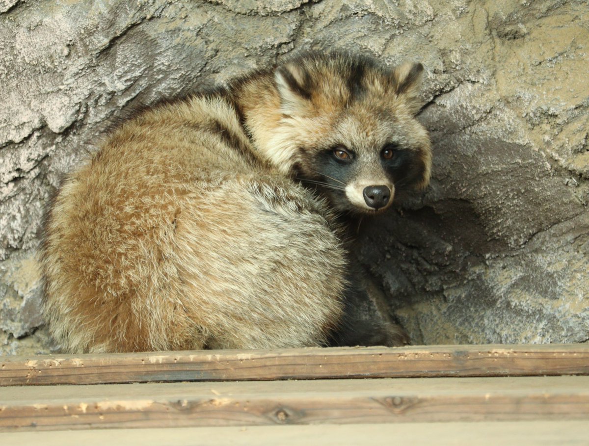 ぽんちょす on X: 