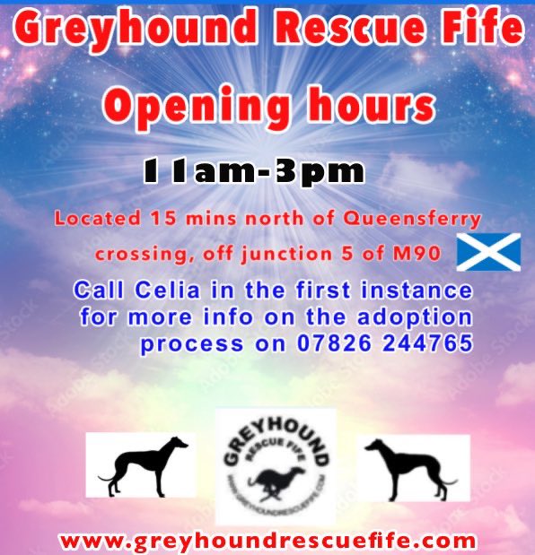 GreyhoundRFife's tweet photo. It’s adorable Jet(3) on #TonguesOutTuesday A gentle giant of a #Bluehound is looking for a #ForeverHome #RescueGreyhounds #AdoptDontShop #rescuesofX #TeamZay #GreyhoundsMakeGreatPets #rehomehour #AdoptDontShop #Brindle At Greyhound Rescue Fife #AdoptDontShop #HappyNewYear 💙🤞🏽 https://t.co/V5lWl0g2q7