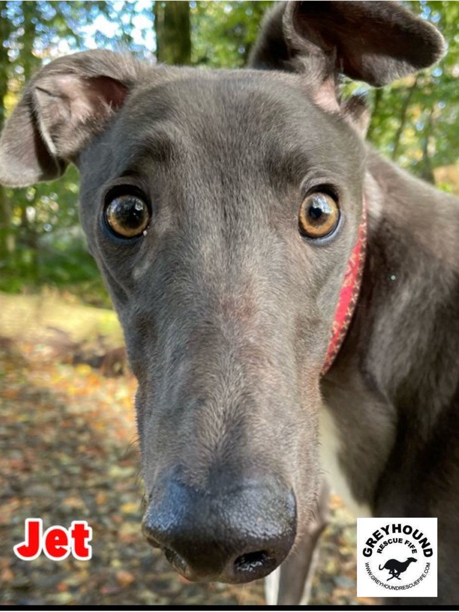 GreyhoundRFife's tweet photo. It’s adorable Jet(3) on #TonguesOutTuesday A gentle giant of a #Bluehound is looking for a #ForeverHome #RescueGreyhounds #AdoptDontShop #rescuesofX #TeamZay #GreyhoundsMakeGreatPets #rehomehour #AdoptDontShop #Brindle At Greyhound Rescue Fife #AdoptDontShop #HappyNewYear 💙🤞🏽 https://t.co/V5lWl0g2q7